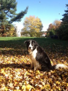 buddy-fall-2014